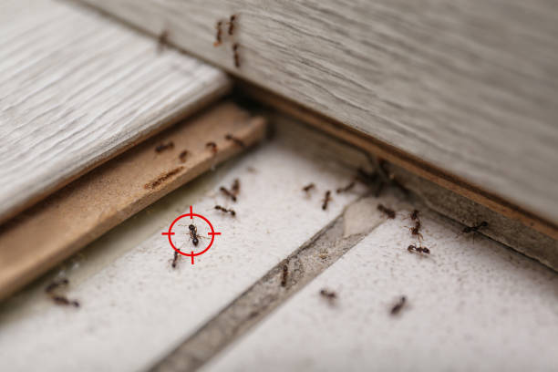 Best Best Pest Control Companies  in Fairlawn, VA