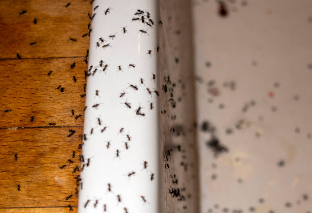Best Spider Control Near Me  in Fairlawn, VA