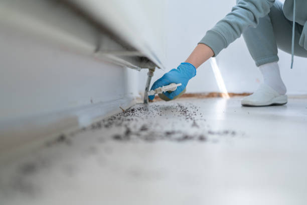 Best Ant Control Services  in Fairlawn, VA